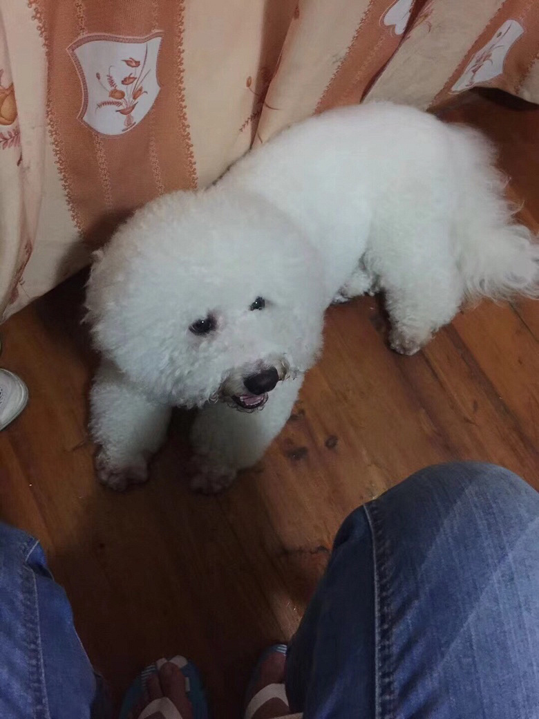 找狗找狗!谢谢!