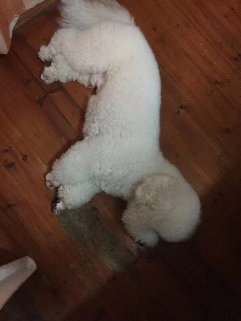 找狗找狗!谢谢!