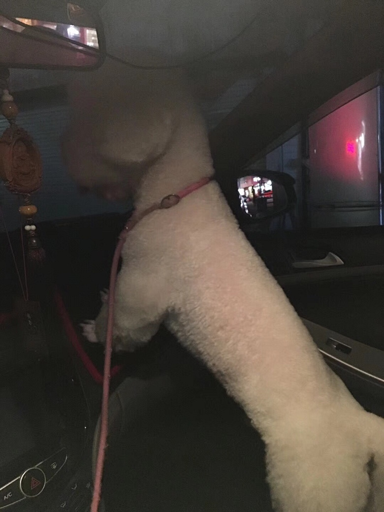 找狗找狗!谢谢!