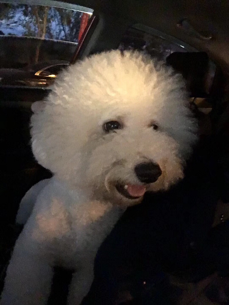 找狗找狗!谢谢!