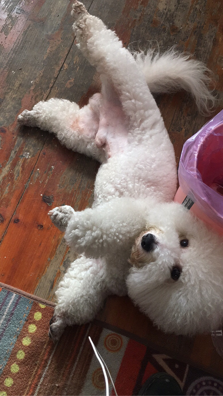 找狗找狗!谢谢!