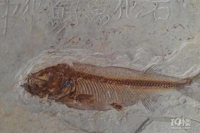 台州一些村里盛产鱼化石 年纪动辄上亿岁