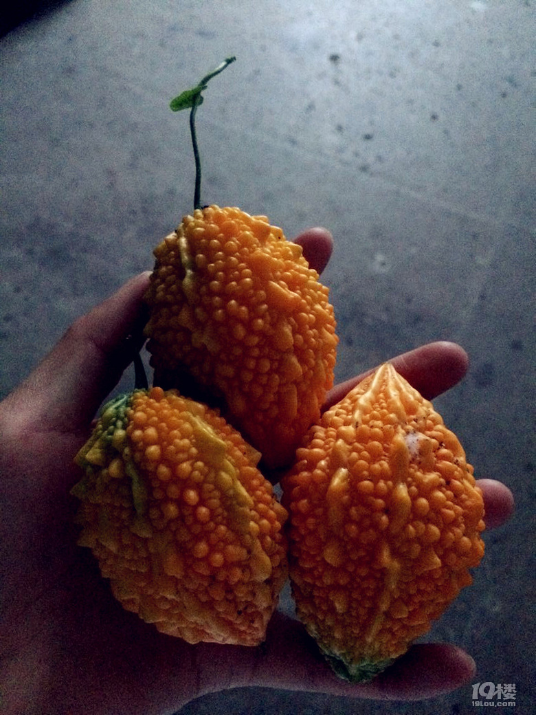 吃货在台州梨刺瓜