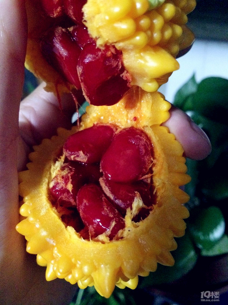 吃货在台州梨刺瓜