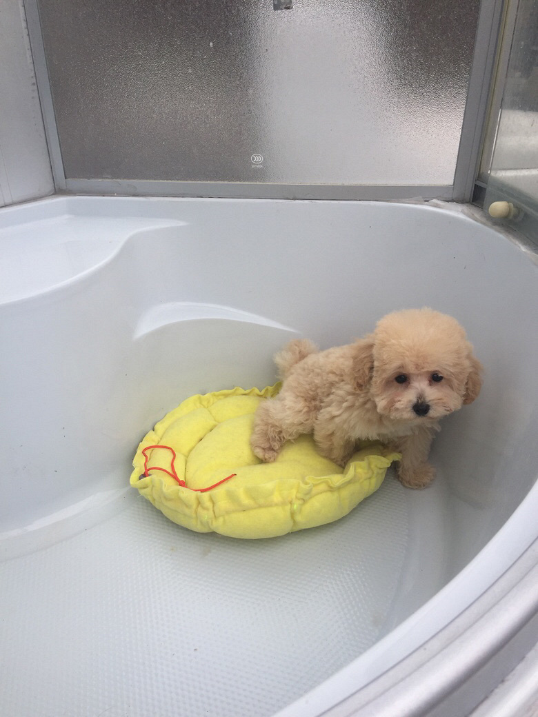 �Լ���������ɫ̩�Ϲ������豭���ؼ�