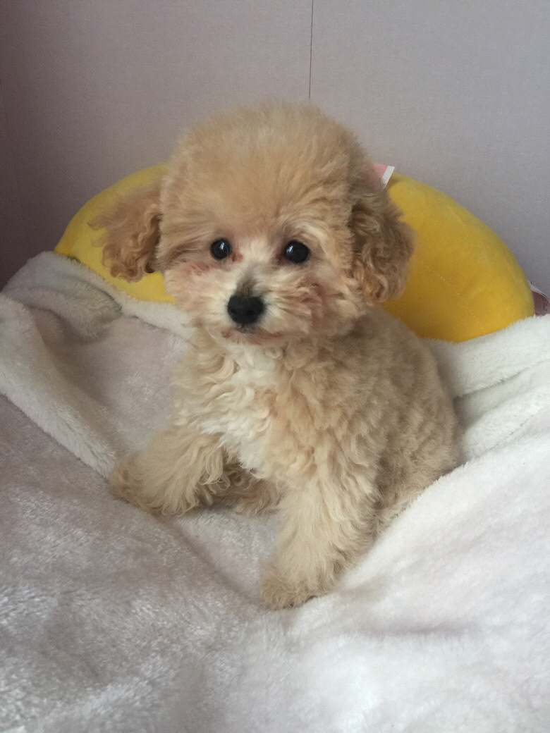 �Լ����Ĳ豭������ɫ̩�Ϲ����¼���