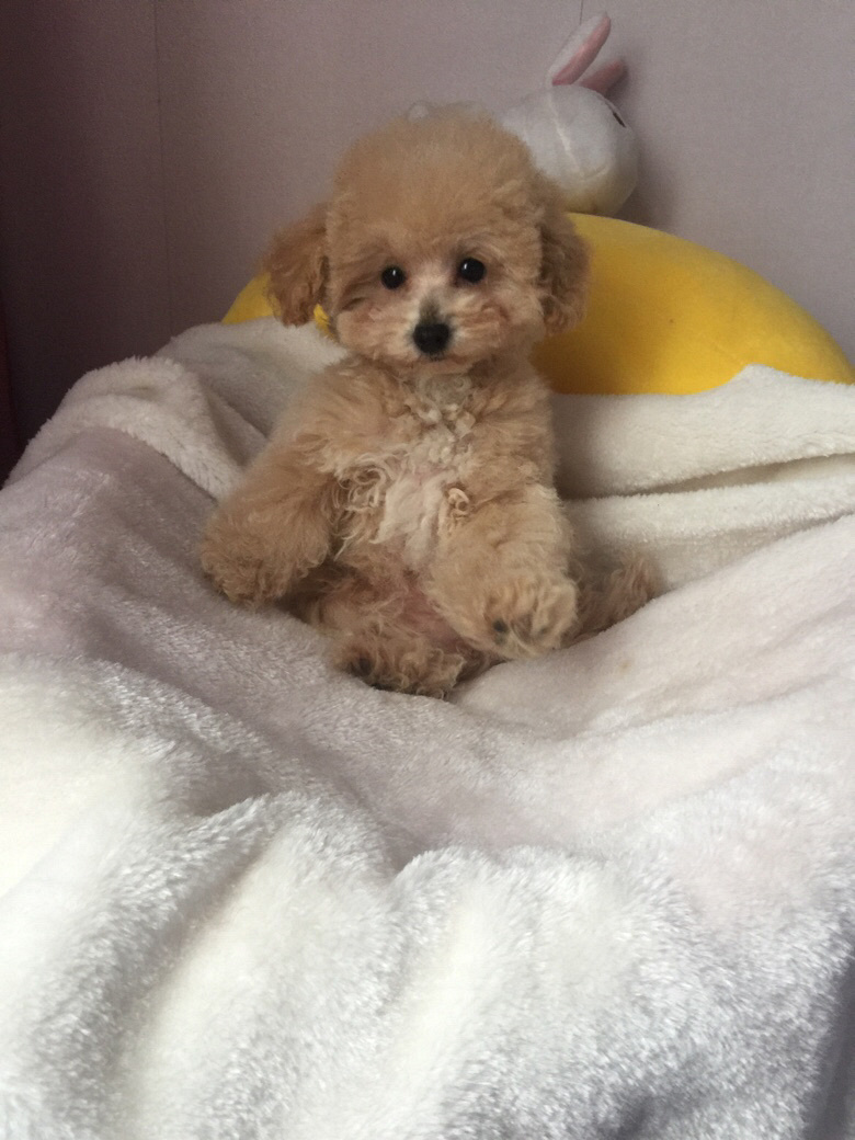 �Լ����Ĳ豭������ɫ̩�Ϲ����¼���