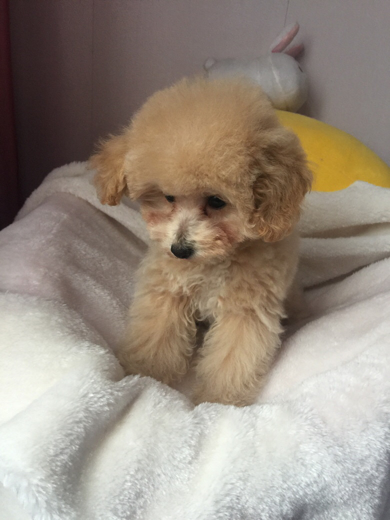 �Լ����Ĳ豭������ɫ̩�Ϲ����¼���