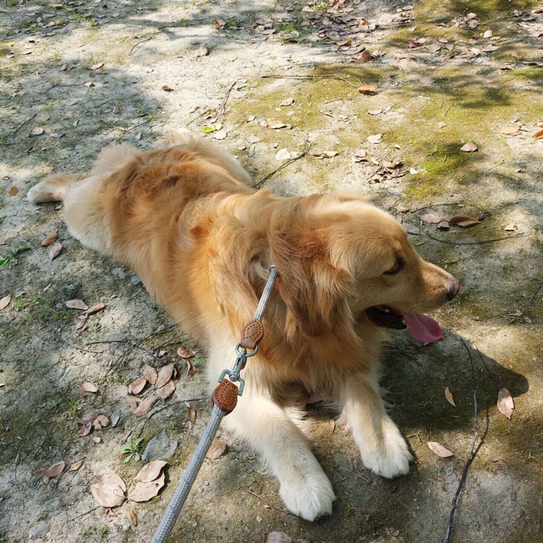 找狗。纯正金毛--卡卡,体型非常好,从昨