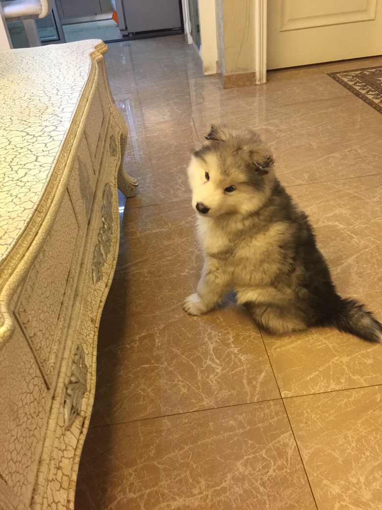 2���´���Ұ���˹�Ӹ��