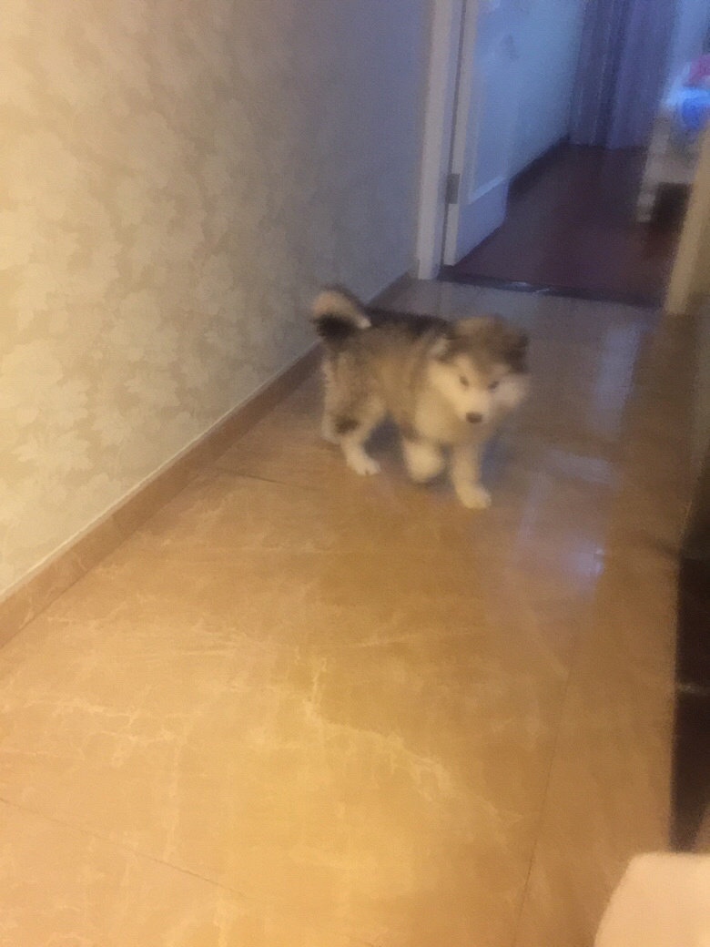 2���´���Ұ���˹�Ӹ��