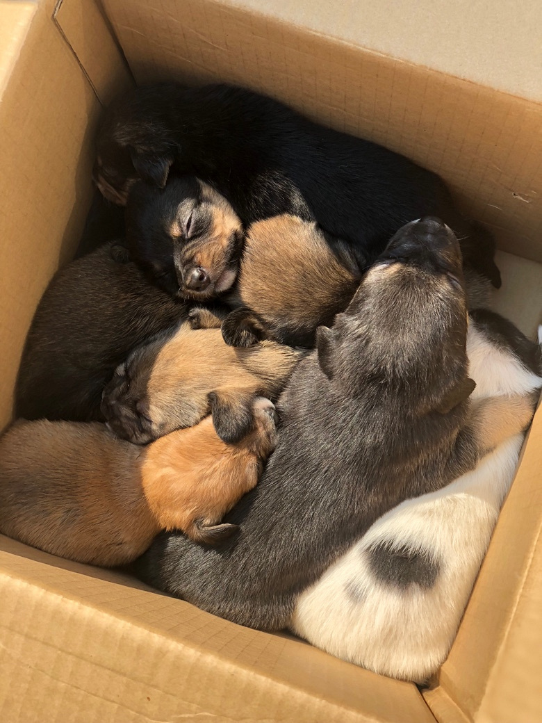 ����С�̹�������