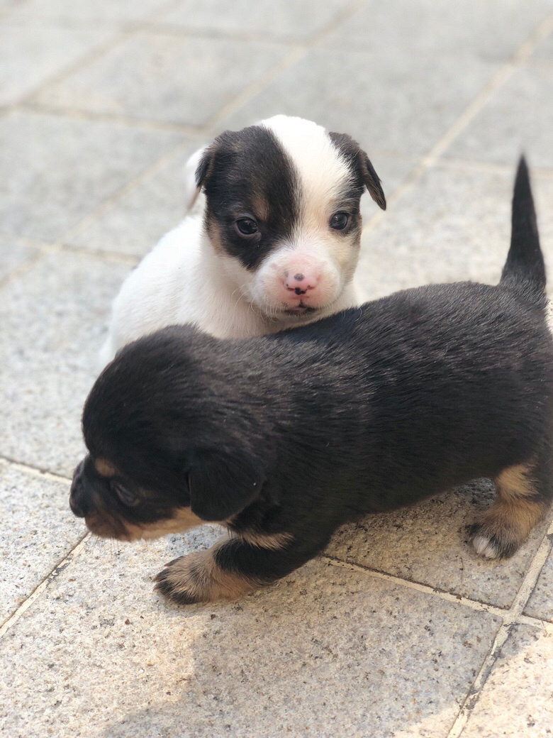 ����С�̹�������