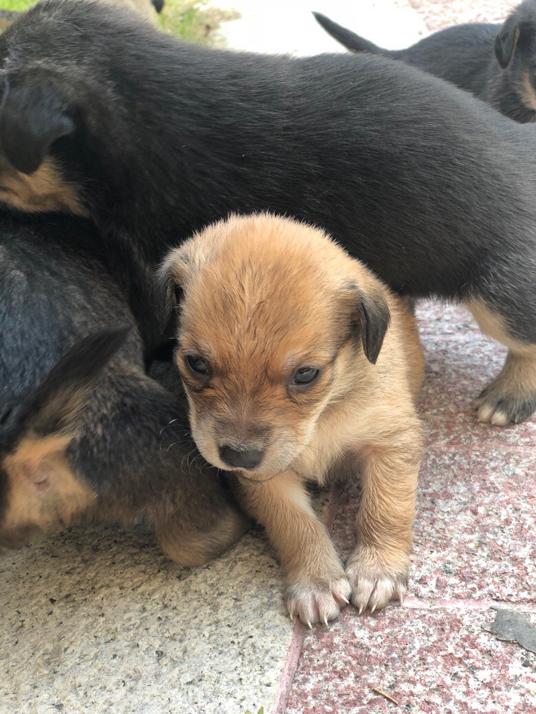 ����С�̹�������