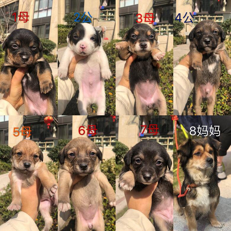 ����С�̹�������