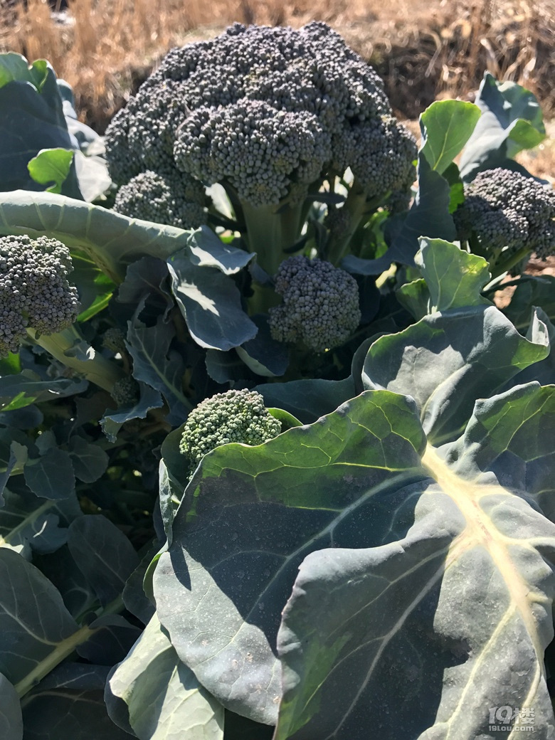 原来西兰花菜是这样长的