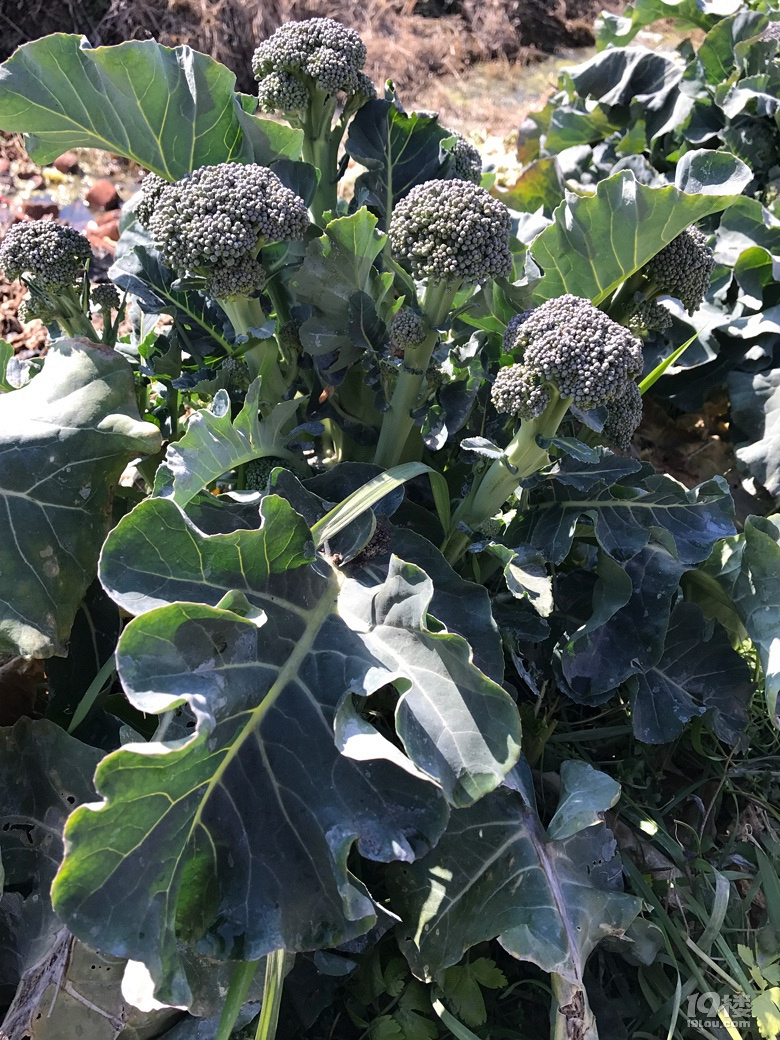 原来西兰花菜是这样长的