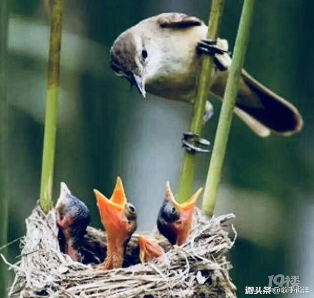 劝君不吃三月鲫,万千鱼仔在腹中。