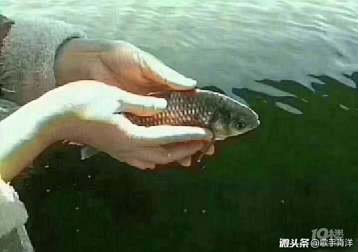 劝君不吃三月鲫,万千鱼仔在腹中。