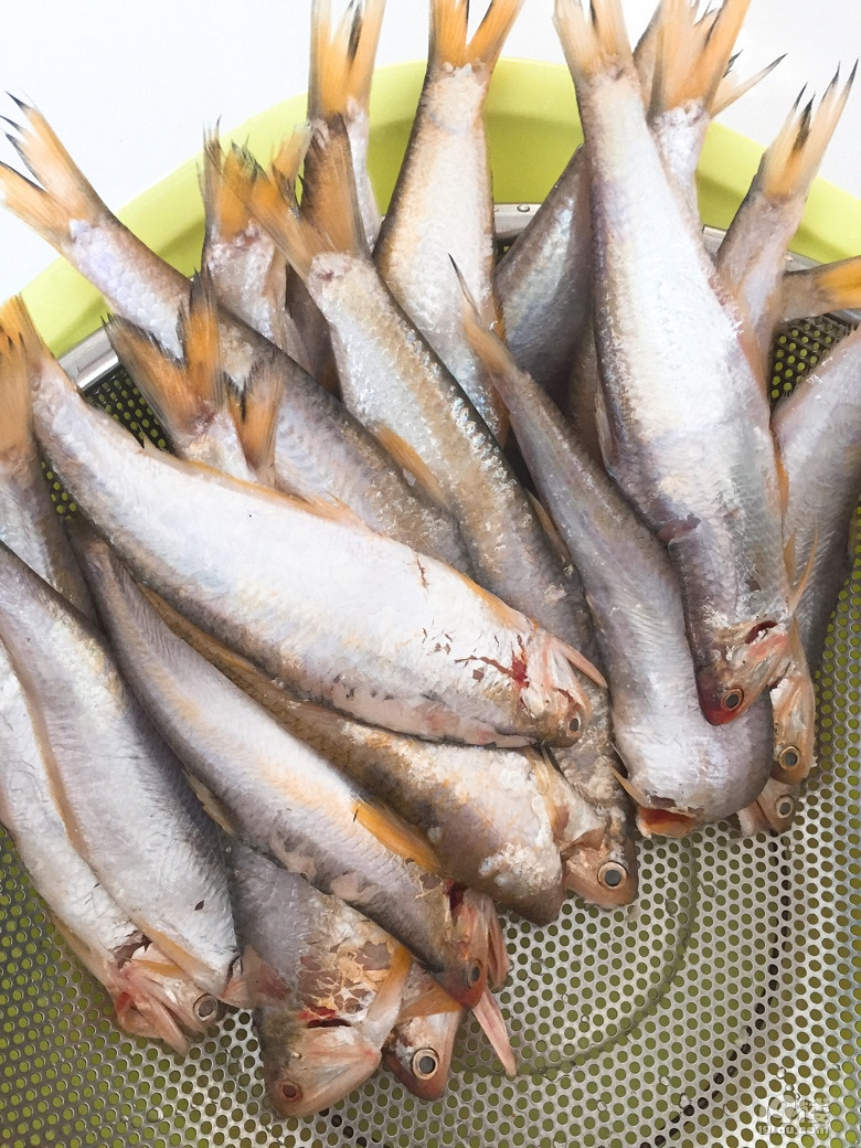 油炸黄吉鱼春天的美味中是不能少了黄吉子