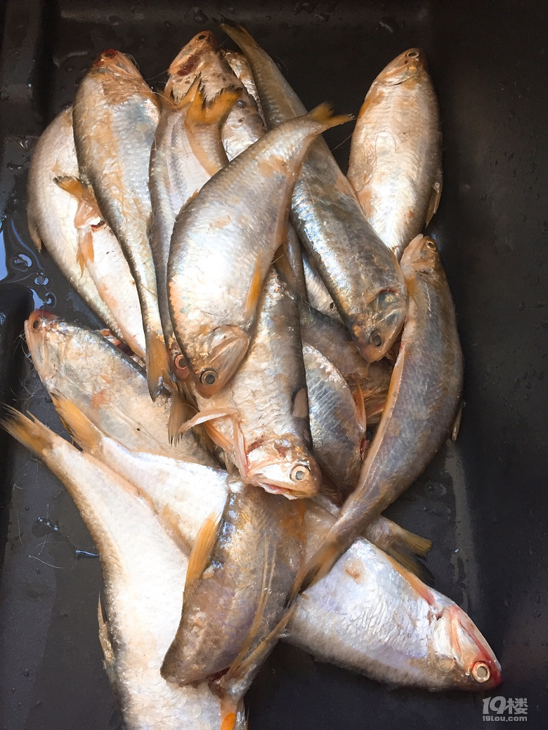 油炸黄吉鱼春天的美味中是不能少了黄吉子