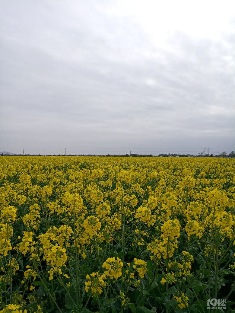 东海塘的油菜花以开