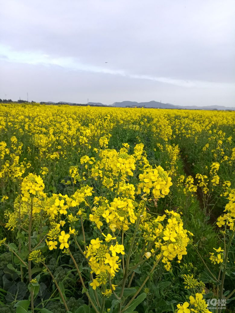 东海塘油菜花地址图片