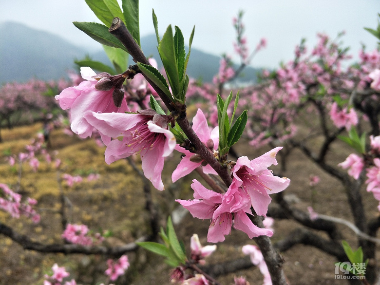 临海白水洋桃花节图片