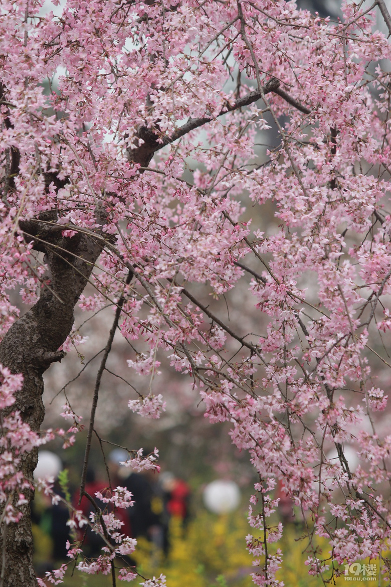 【旅游日记no.24】无锡鼋头渚 十里樱花路