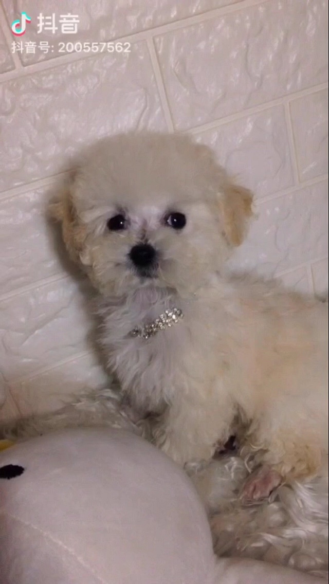 ��̩ͥ�ϱ������¼ң�����΢С�壬���ֲ豭