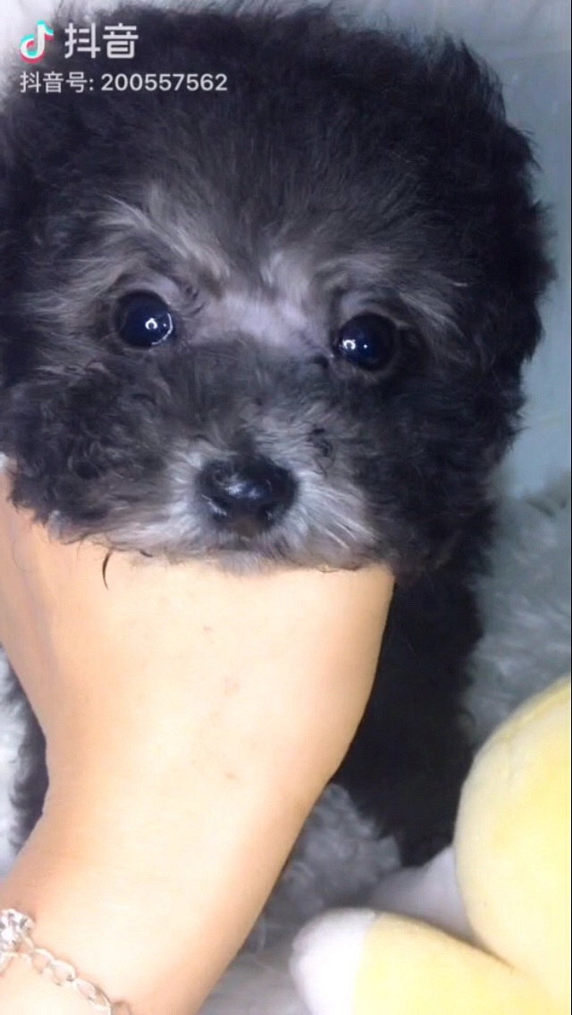 ��̩ͥ�ϱ������¼ң�����΢С�壬���ֲ豭