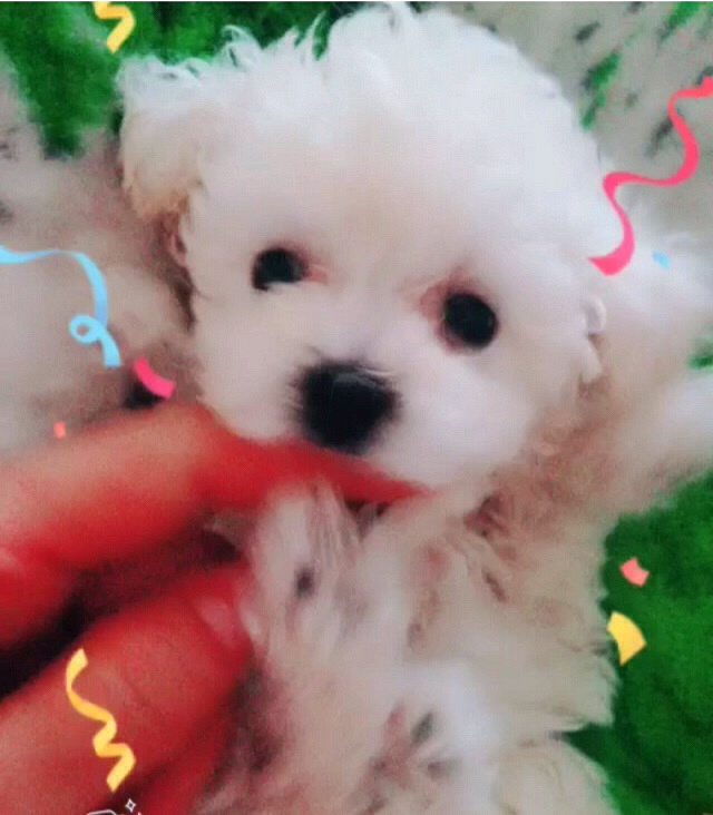 ��̩ͥ�ϱ������¼ң�����΢С�壬���ֲ豭