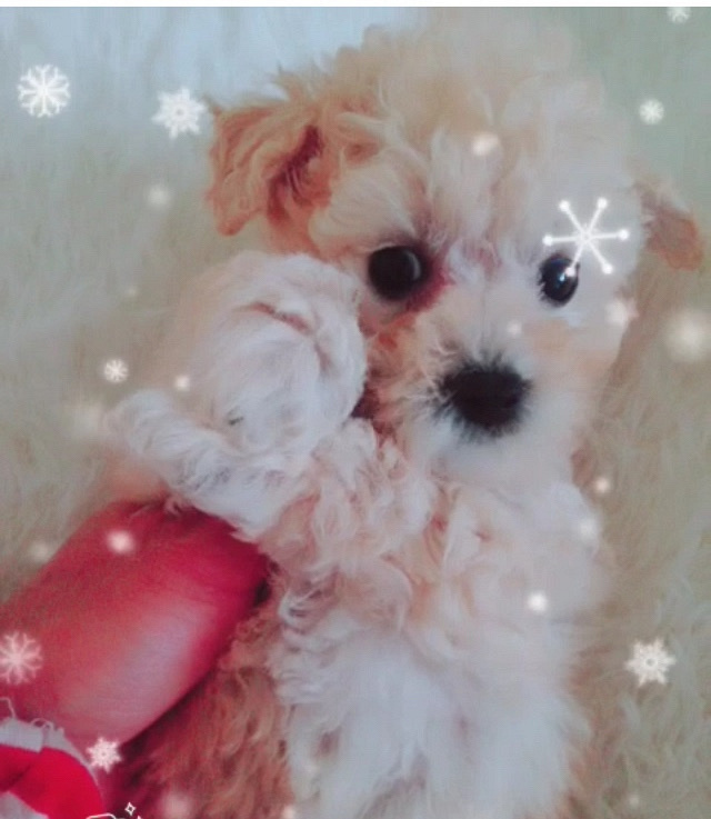 ��̩ͥ�ϱ������¼ң�����΢С�壬���ֲ豭