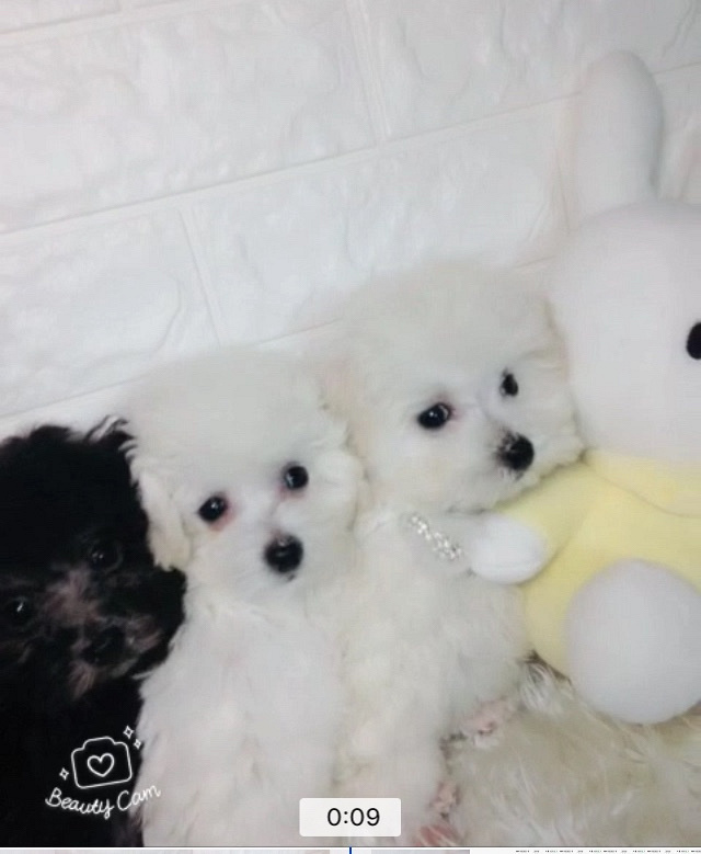 ��̩ͥ�ϱ������¼ң�����΢С�壬���ֲ豭