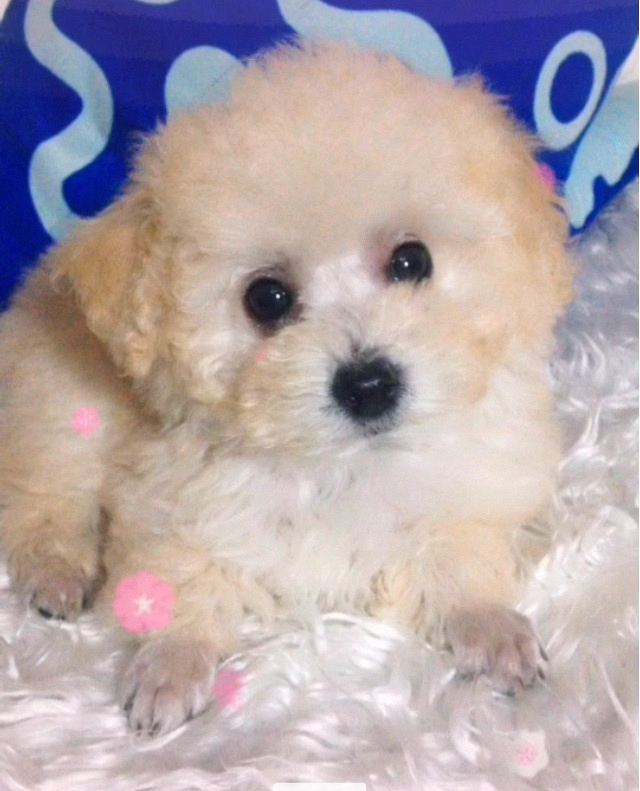 ��̩ͥ�ϱ������¼ң�����΢С�壬���ֲ豭