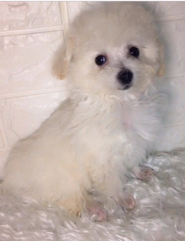 ��̩ͥ�ϱ������¼ң�����΢С�壬���ֲ豭