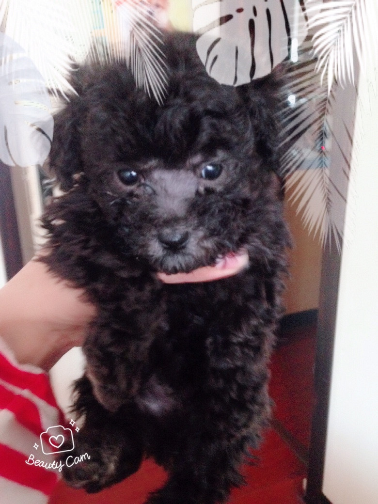 ��̩ͥ�ϱ������¼ң�����΢С�壬���ֲ豭