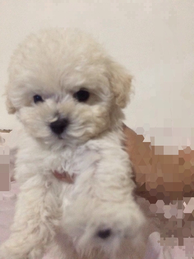 ��̩ͥ�ϱ������¼ң�����΢С�壬���ֲ豭