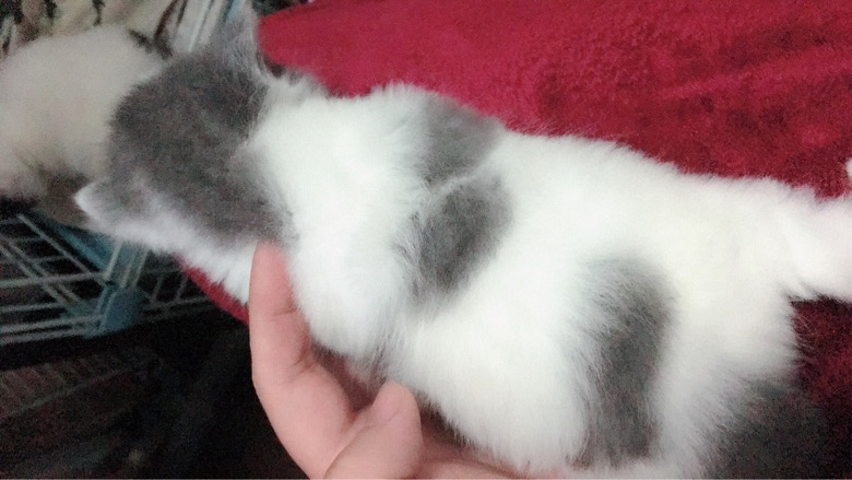 һ��Ӣ����è ��һ�����ˡ���Ԥ��