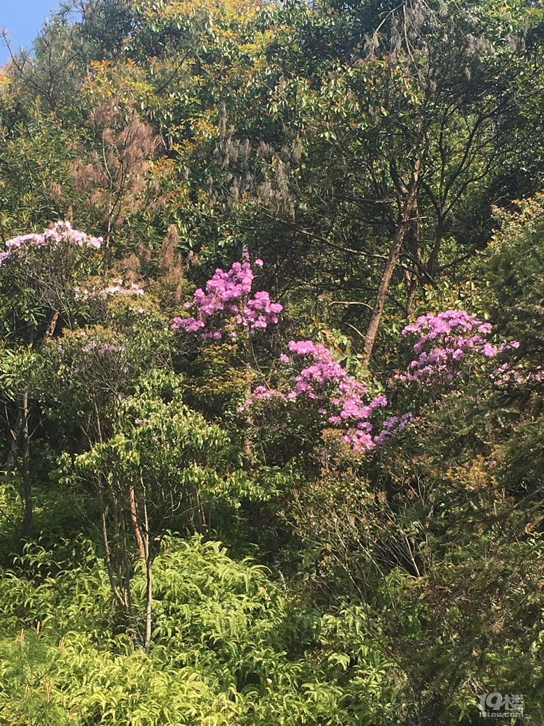 杜鹃花