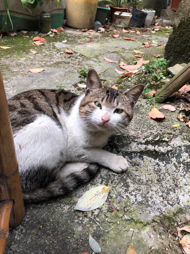 ʢ������