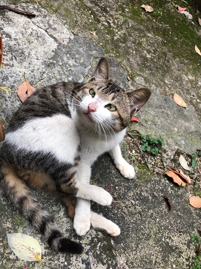 ʢ������