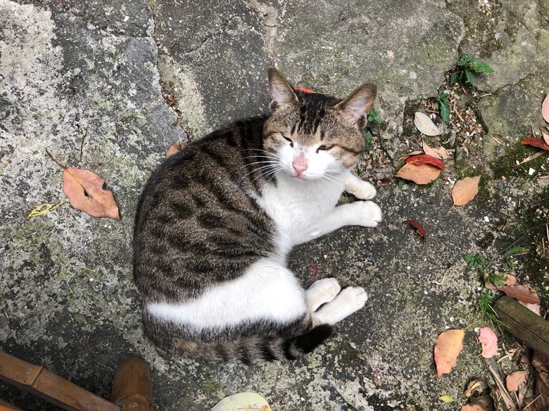 ʢ������