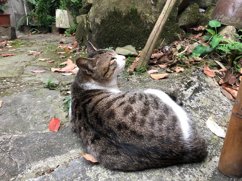 ʢ������