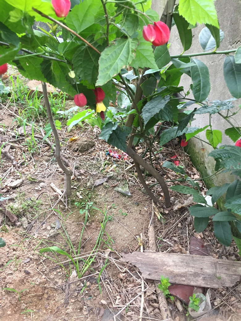 ���ӽ����â����ѿ