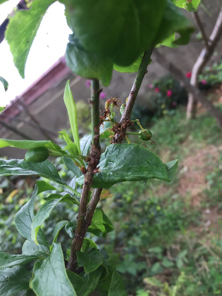 ���ӽ����â����ѿ