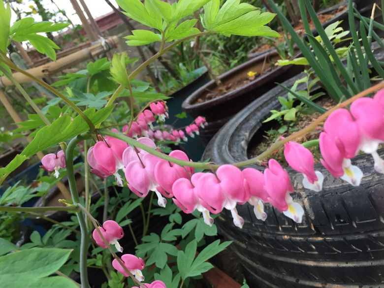 ���ӽ����â����ѿ