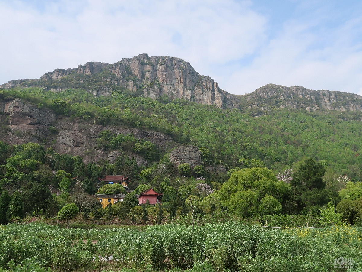 千丈岩雾里看花 上保山杜鹃争艳