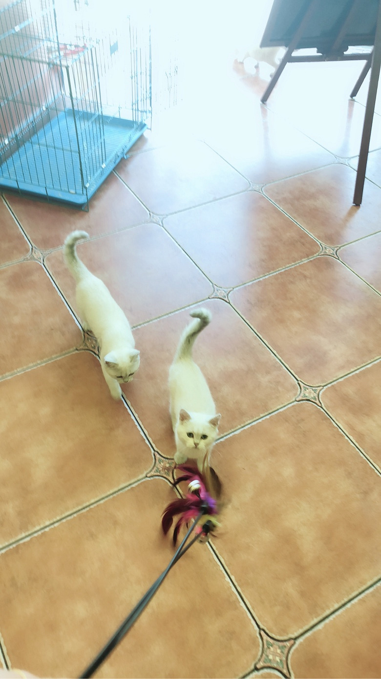 ����С��