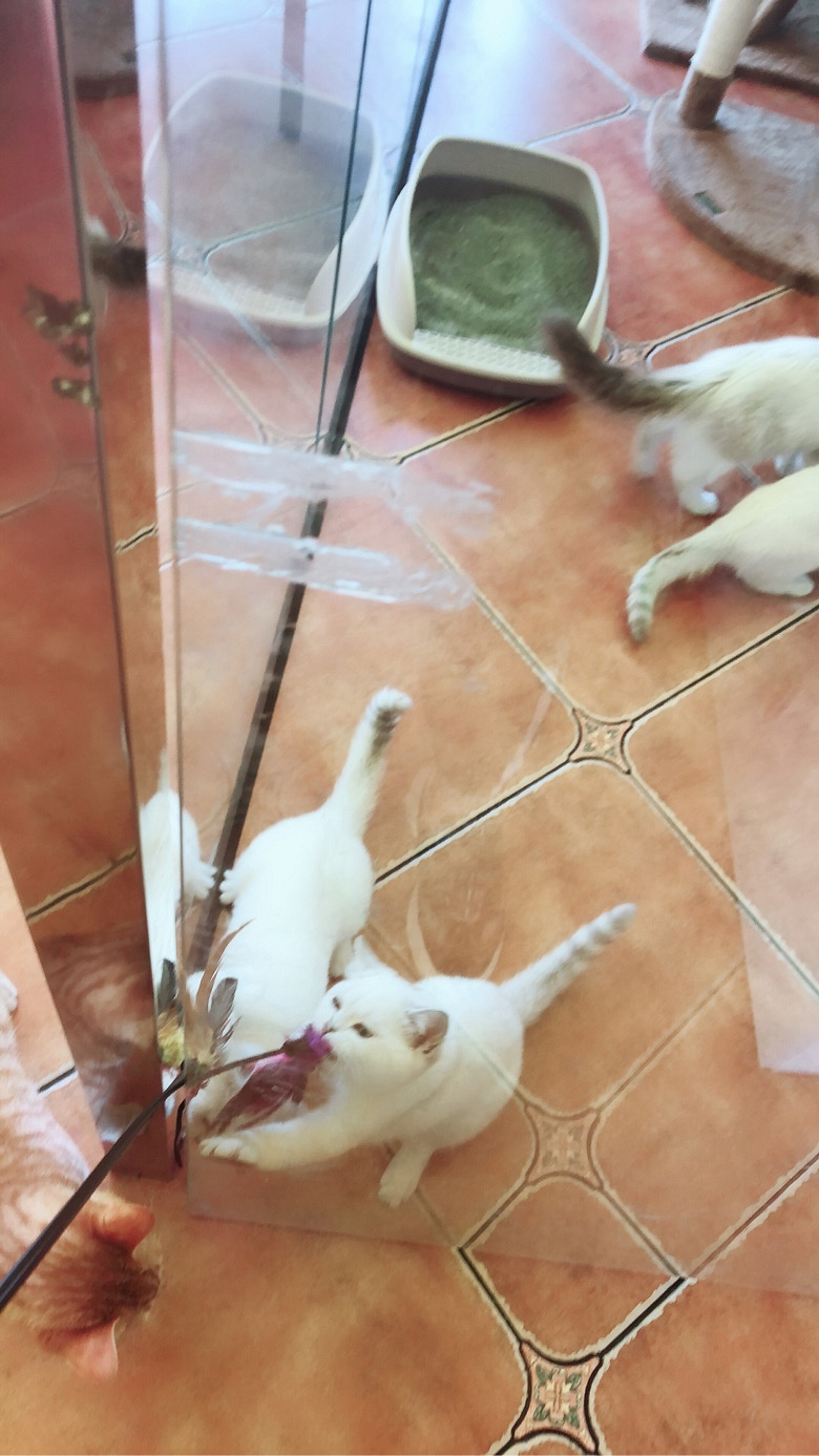 ����С��